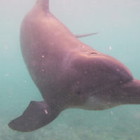 galeria-dolphin-trek-dolphin-cove-ocho-rios-3