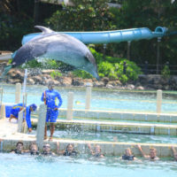 galeria-royal-swim-dolphin-cove-ocho-rios-8