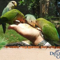 parrot-dolphin-cove