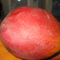 bastard-mango