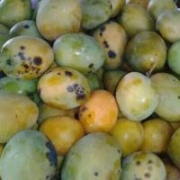 blacky-mango