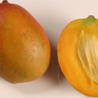 julie-mango